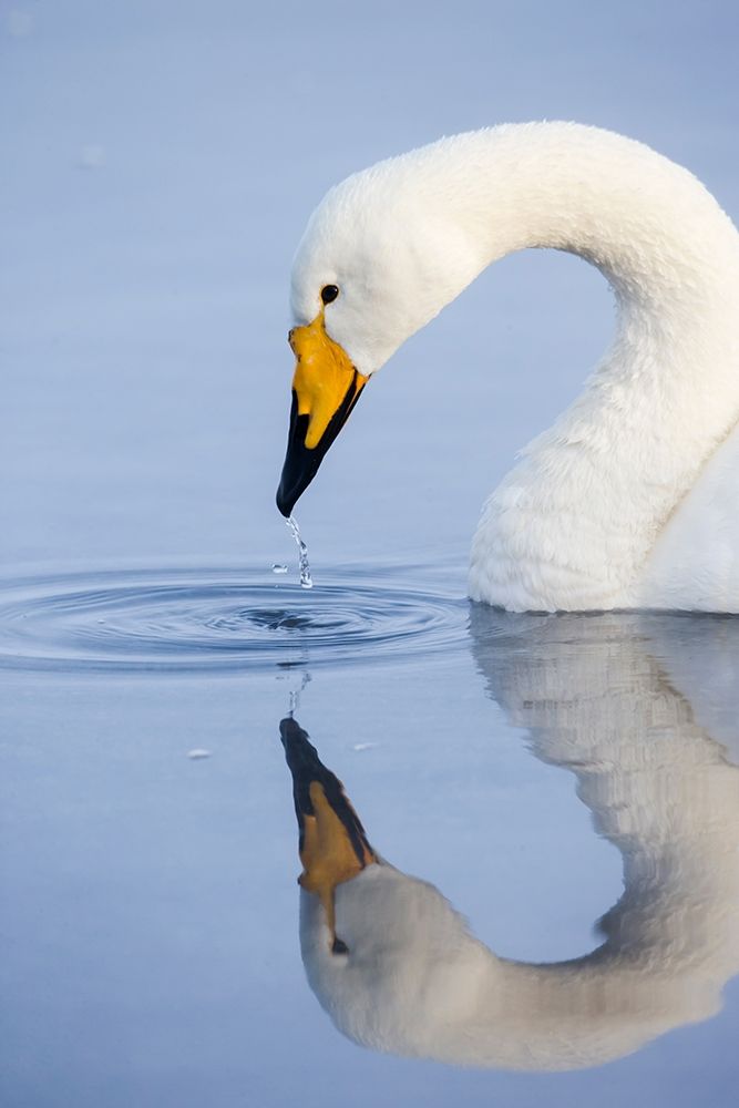 Japan-Hokkaido A whooper swan drips water from its bill after drinking art print by Ellen Goff for $57.95 CAD